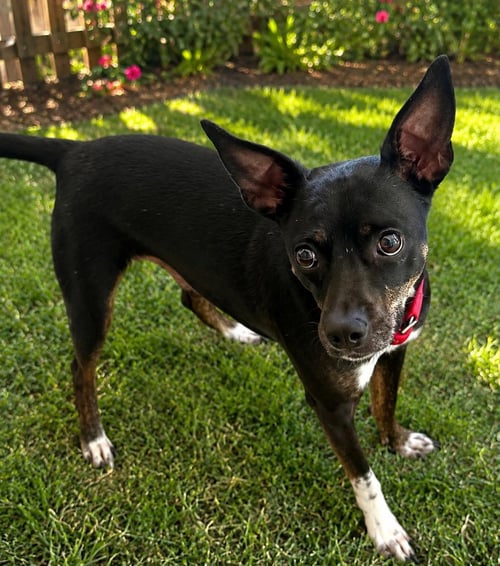 JT - Chihuahua / Black Mouth Cur available for adoption