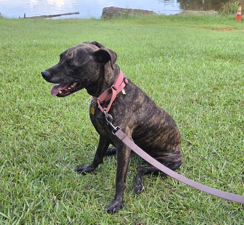 ATHENA - American Staffordshire Terrier / American Bulldog available for adoption