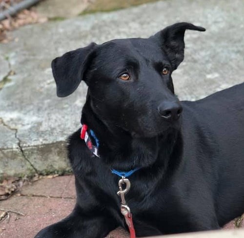 MAC DAVIS - Labrador Retriever available for adoption