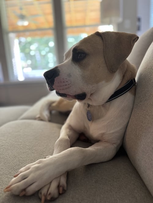 MAXIM WALTON - American Staffordshire Terrier available for adoption