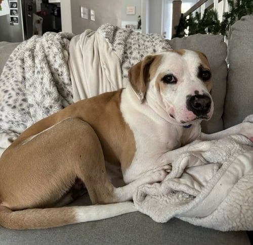 MAXIM WALTON - American Staffordshire Terrier available for adoption