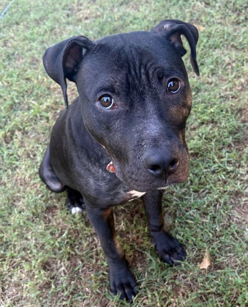 POTATO CHIP - Labrador Retriever / Pit Bull Terrier available for adoption