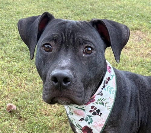 POTATO CHIP - Labrador Retriever / Pit Bull Terrier available for adoption