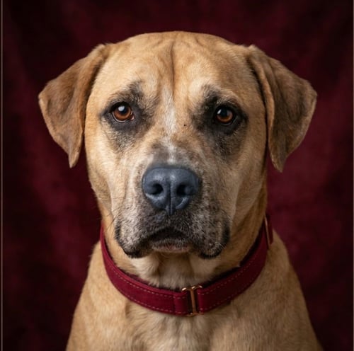 GEORGIE - Labrador Retriever available for adoption