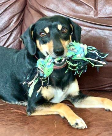 AMY WINEHOUSE - Hound available for adoption