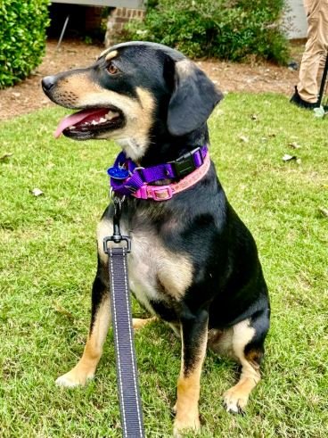 AMY WINEHOUSE - Hound available for adoption