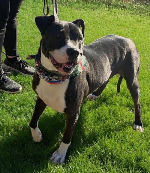 VELVET - Pit Bull Terrier available for adoption