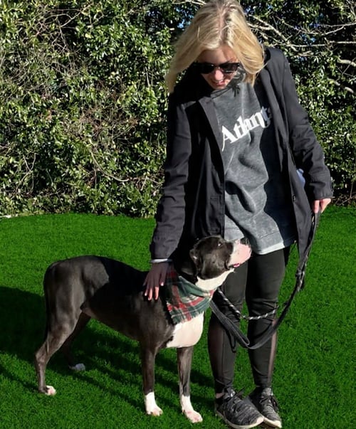 VELVET - Pit Bull Terrier available for adoption