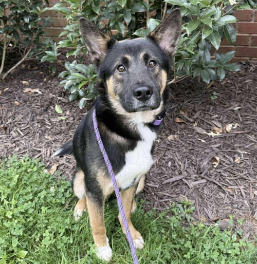 TOM TOM - German Shepherd Dog available for adoption
