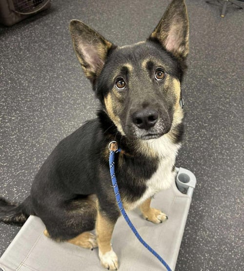 TOM TOM - German Shepherd Dog available for adoption