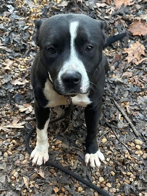 LUCAS ROCK - Pit Bull Terrier available for adoption