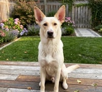 Nala - Photo 1