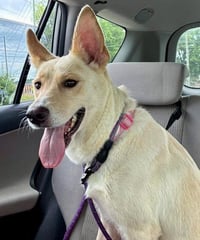 Nala - Photo 2