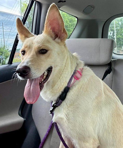 NALA - Shepherd available for adoption