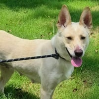 Nala - Photo 3