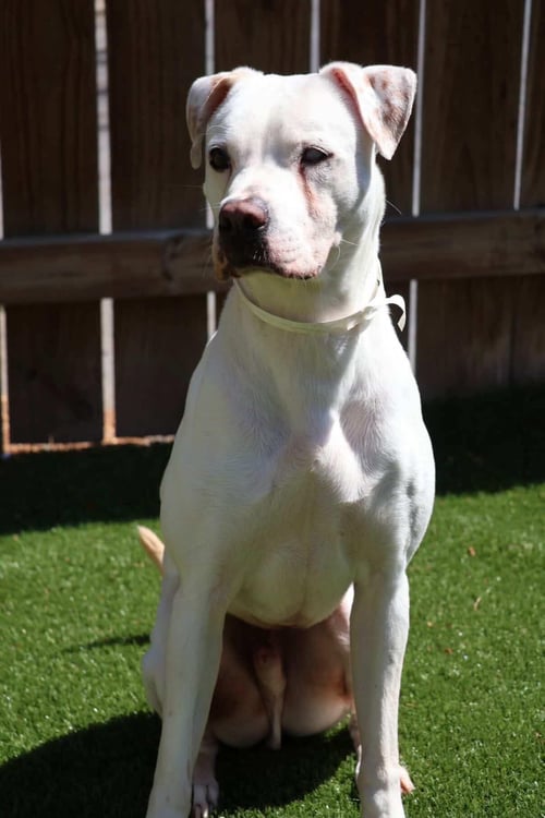 COLEMAN FROSTY - American Bulldog / Pointer available for adoption