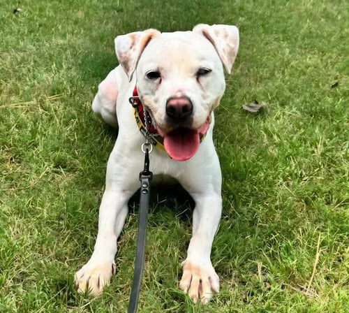 COLEMAN FROSTY - American Bulldog / Pointer available for adoption
