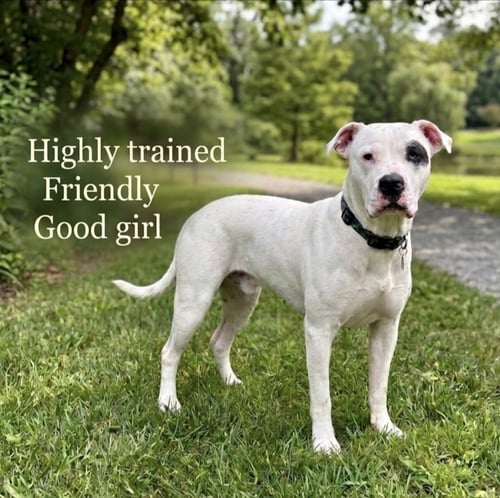 MILA LUNA - American Bulldog available for adoption