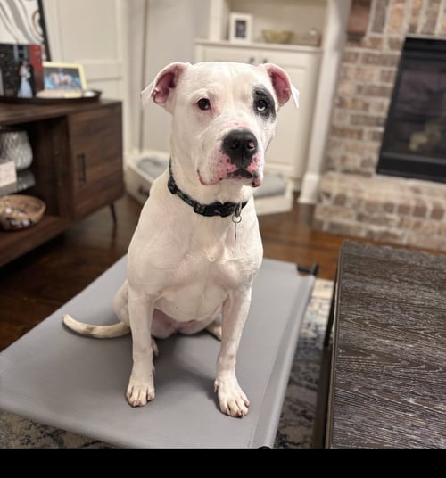 MILA LUNA - American Bulldog available for adoption