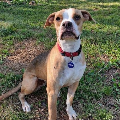 EVERLY - Boxer available for adoption