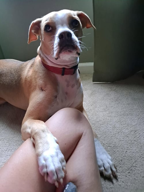 EVERLY - Boxer available for adoption