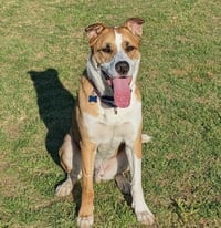 Lucky Jackson - Photo 2