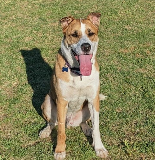 LUCKY JACKSON - Hound / Boxer available for adoption