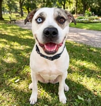 Bohdi - Photo 1