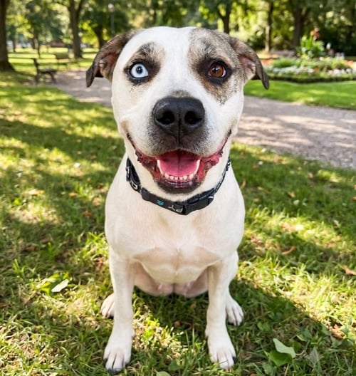 BOHDI - American Bulldog / Anatolian Shepherd available for adoption