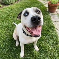 Bohdi - Photo 3