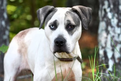BOHDI - American Bulldog / Anatolian Shepherd available for adoption