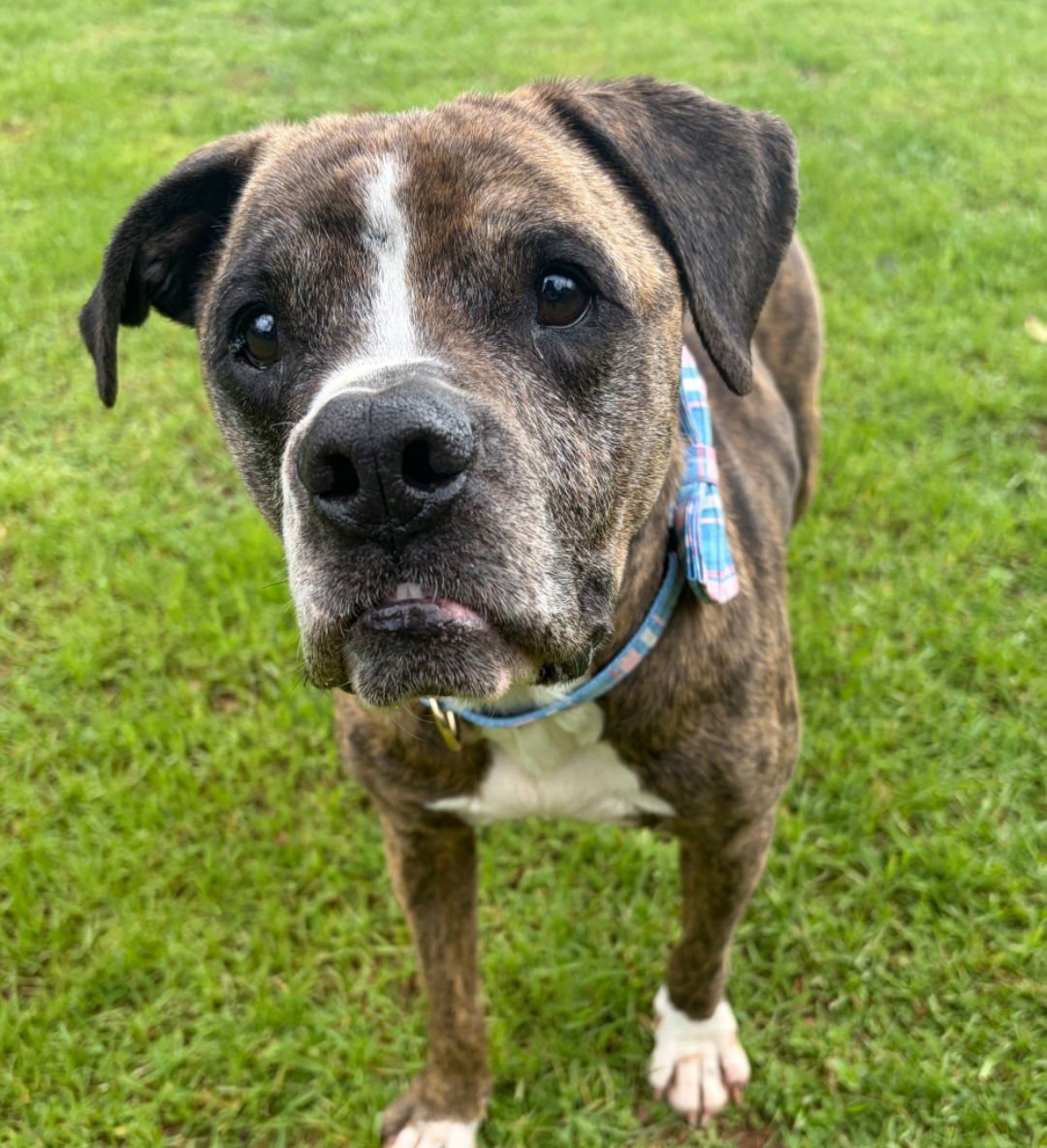 MILLER - Pit Bull Terrier available for adoption