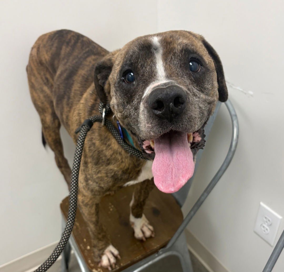 MILLER - Pit Bull Terrier available for adoption