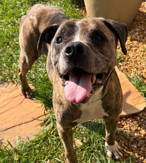 MILLER - Pit Bull Terrier for adoption in Roswell
