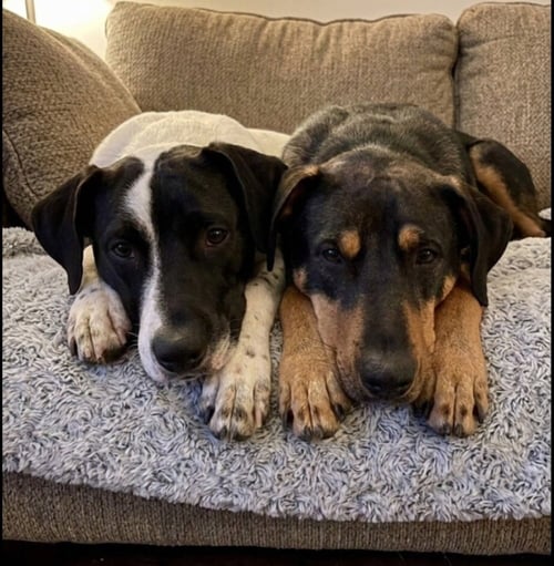 STEVIE BARTOW - Hound available for adoption