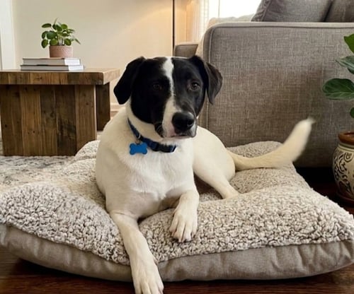 STEVIE BARTOW - Hound available for adoption