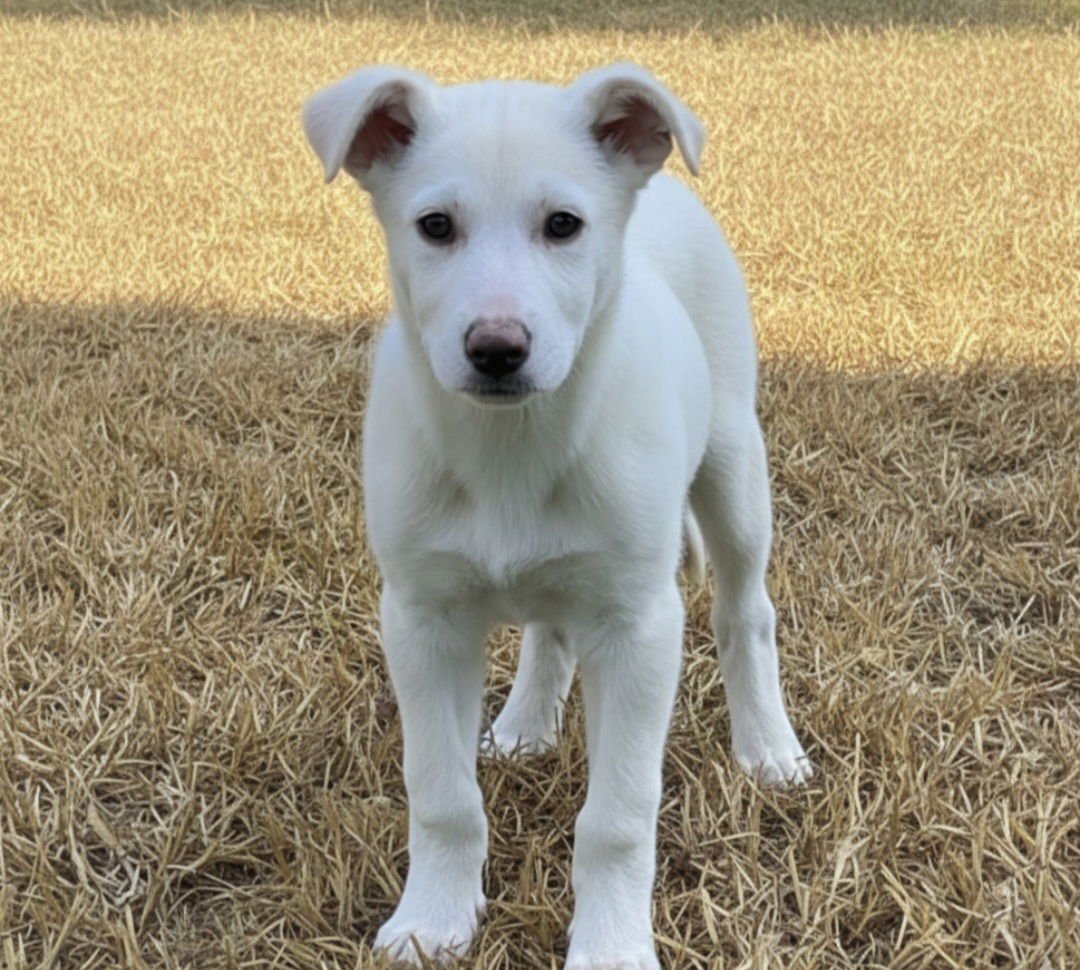 BIRCH - Shepherd / Yellow Labrador Retriever available for adoption