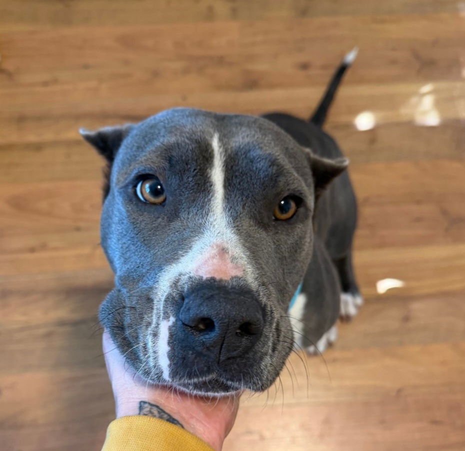 FREYA WALTON - American Bulldog available for adoption