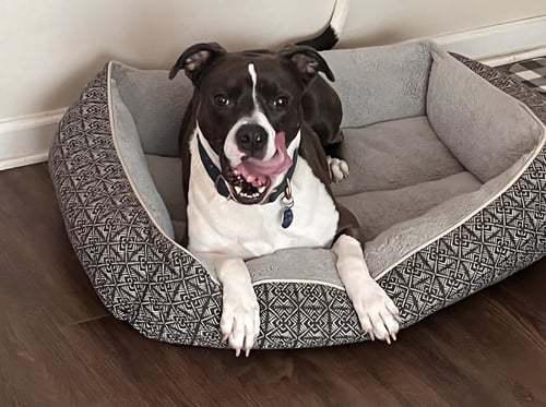 DUKE - Pit Bull Terrier available for adoption