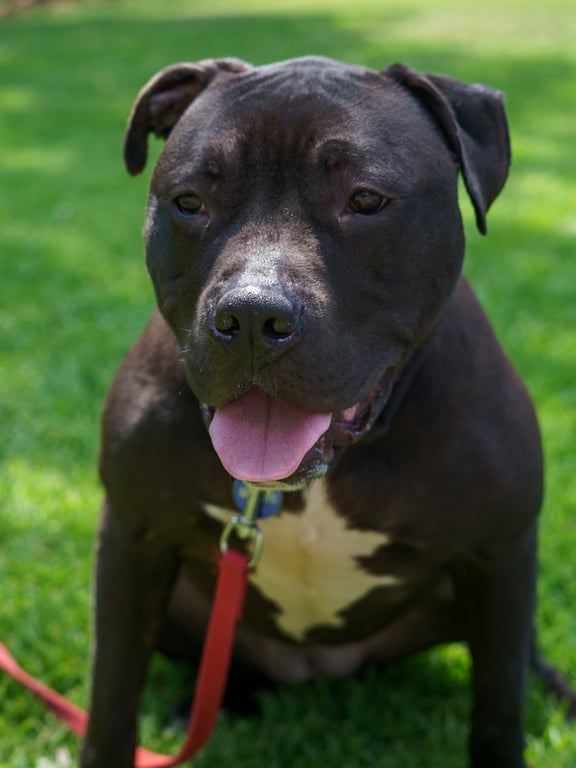 Sheba Douglas Image