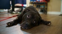 Sheba Douglas - Photo 3