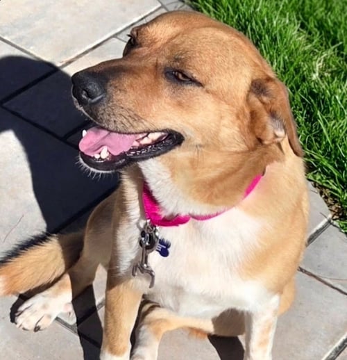 HONEY BOO - Black Mouth Cur / Golden Retriever available for adoption