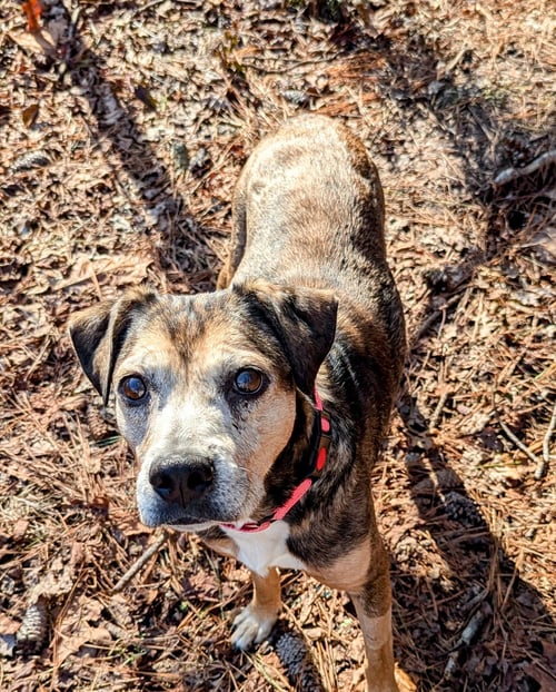 STELLA CLAUS - Beagle / Labrador Retriever available for adoption