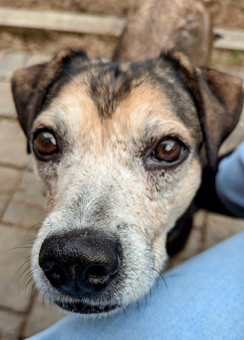 STELLA CLAUS - Beagle / Labrador Retriever available for adoption