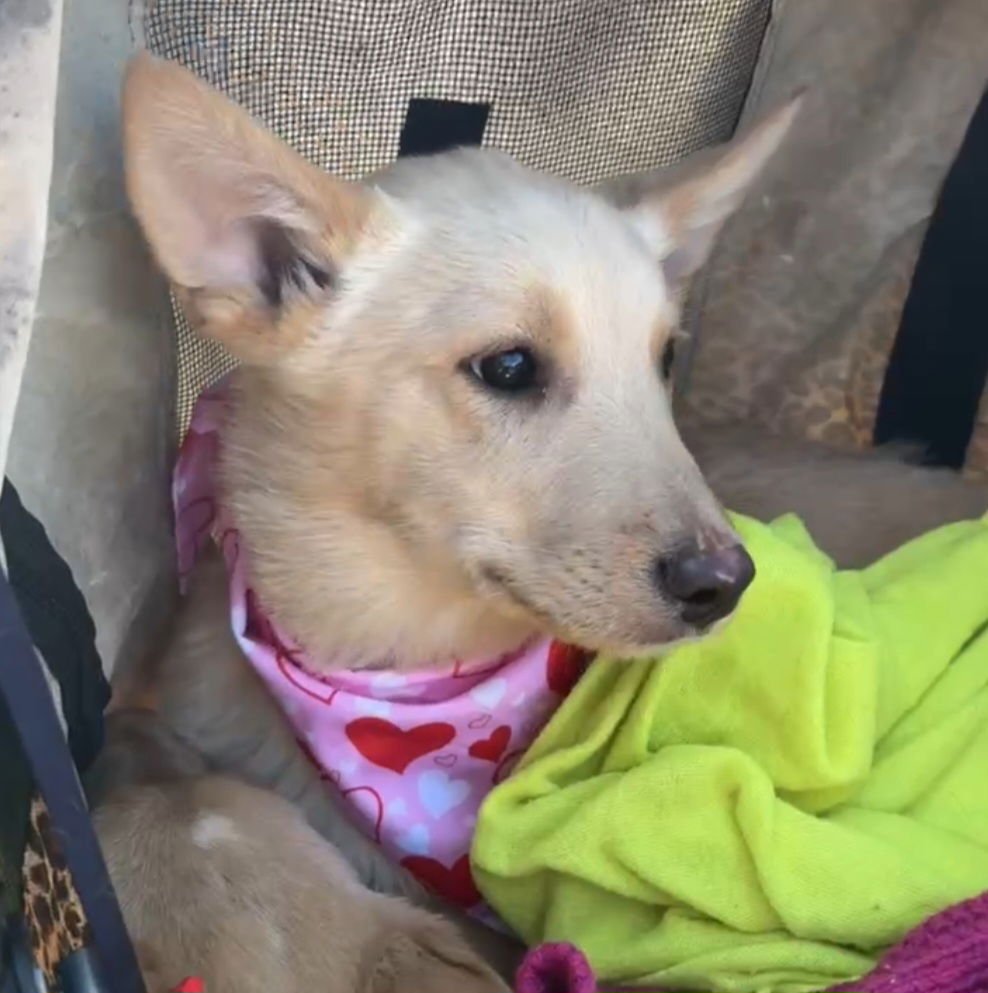 FINN - White German Shepherd / Cattle Dog available for adoption