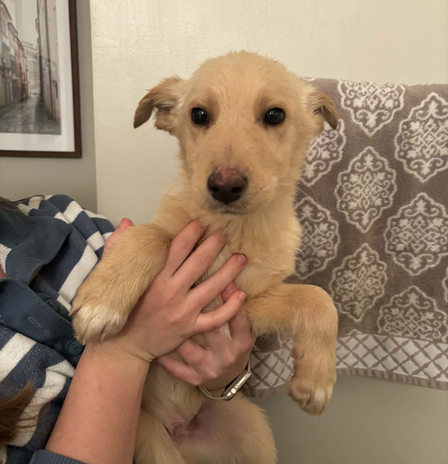 FINN - White German Shepherd / Cattle Dog available for adoption