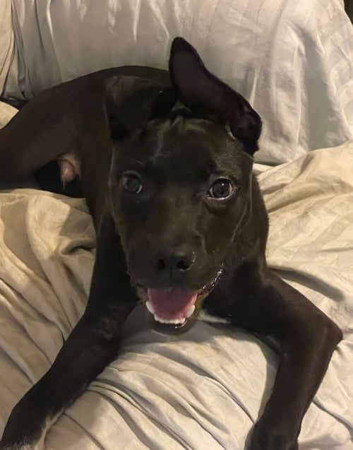 VALDOR - Black Labrador Retriever available for adoption