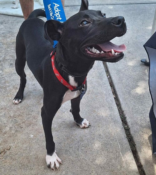 VALDOR - Black Labrador Retriever available for adoption