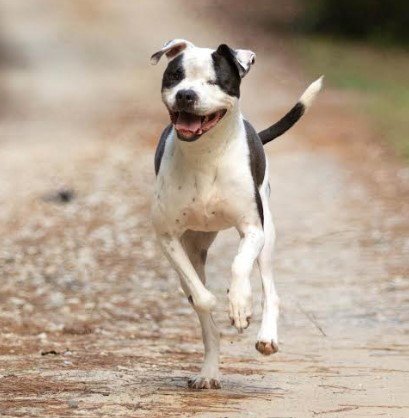 ELLIE BETH - American Bulldog available for adoption