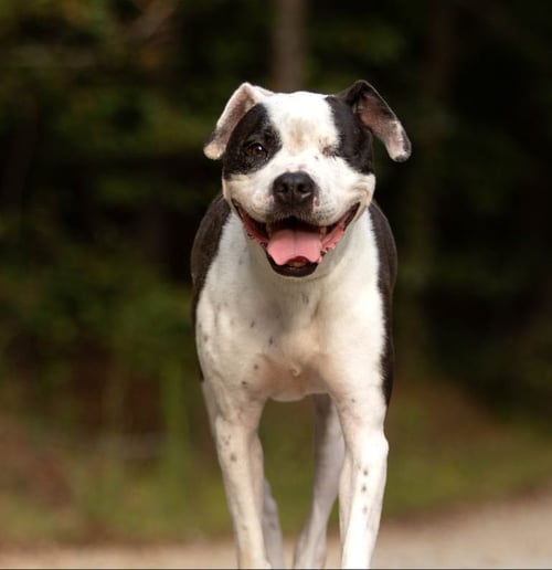 ELLIE BETH - American Bulldog available for adoption
